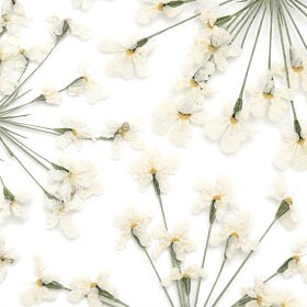 Dried Flowers White