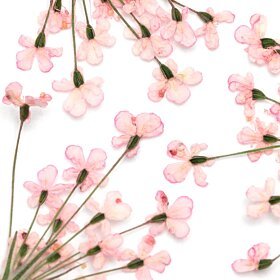 Dried Flowers Pink